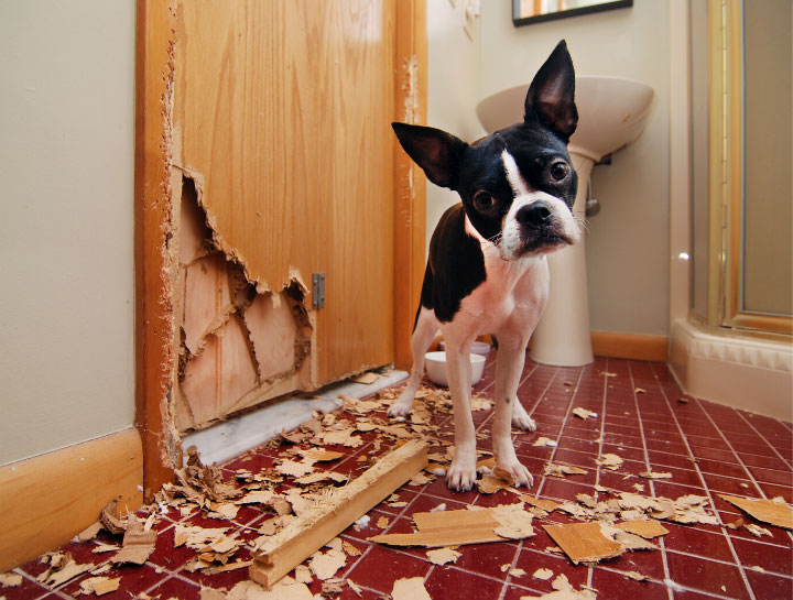 Pet Behaviorists in $city